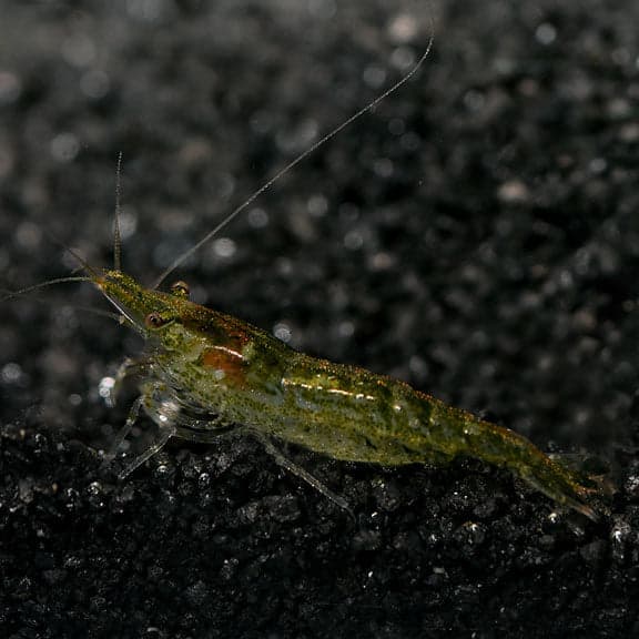 Green Jade Shrimp