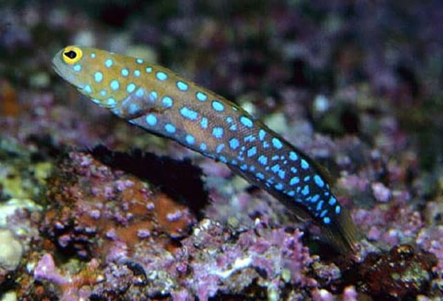 Blue Dot Jawfish