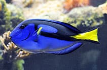 Blue Tang