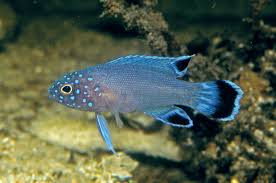 Western Blue Devil