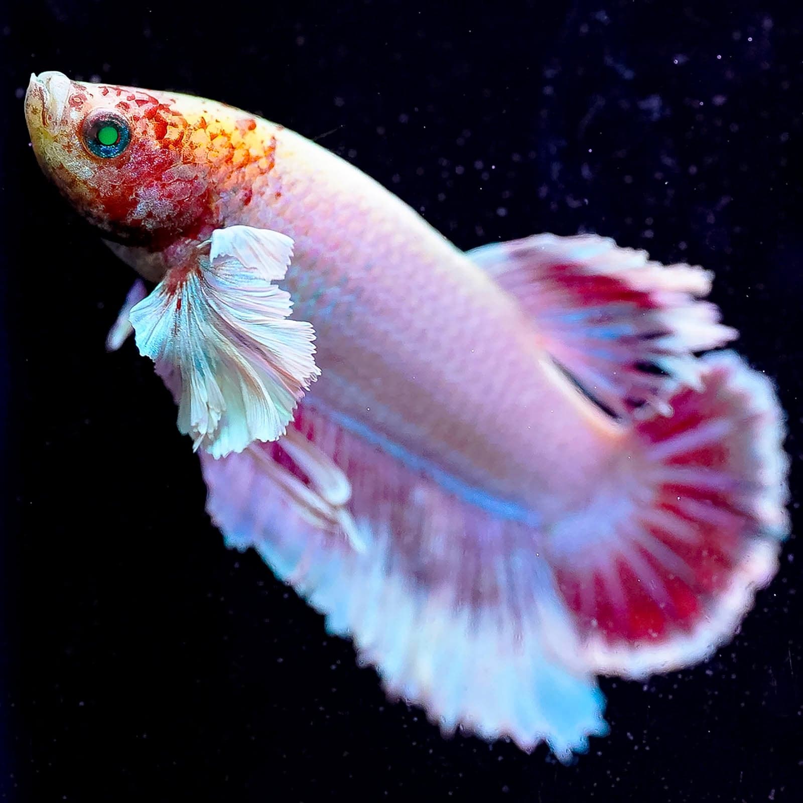 Emerald-Eyed Phantom White, Red, Blue, & Yellow Plakat (Male)