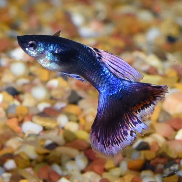 Assorted Male Guppy