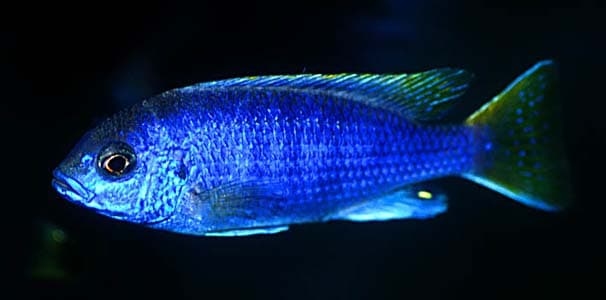 Yellow Tail Acei