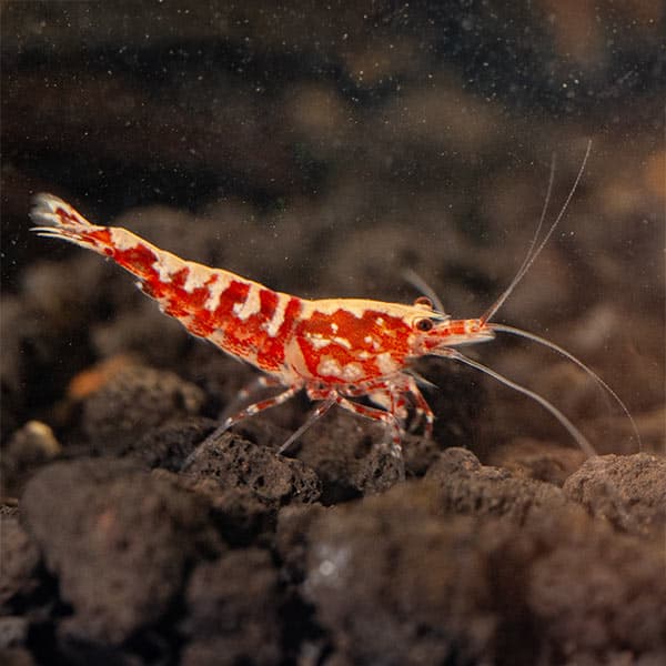 Red Fish Bone Shrimp