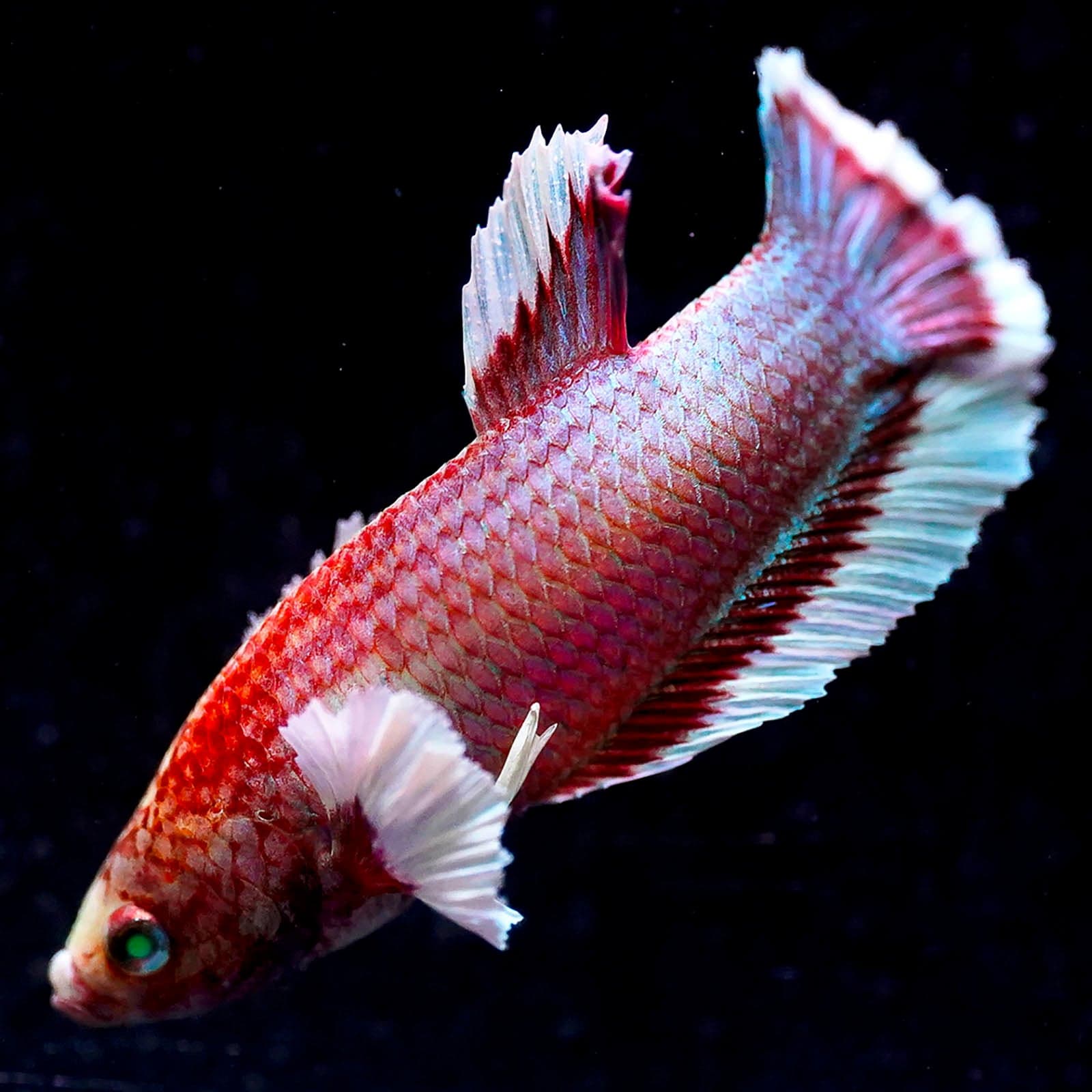 Emerald-Eyed Phantom Betta - Red, White & Blue Plakat (Male)