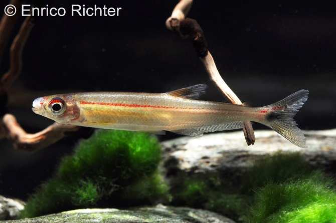 Red Line Lizard Tetra