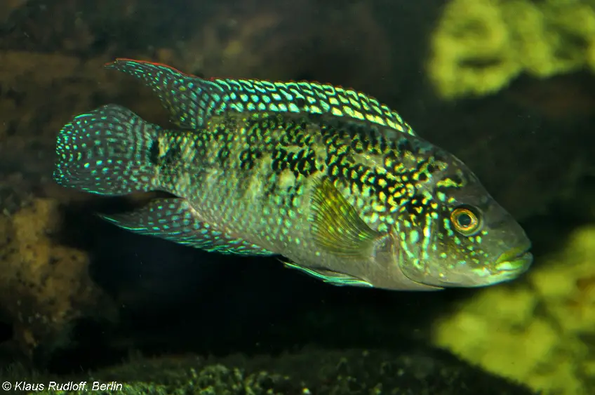 Jack Dempsey Cichlid