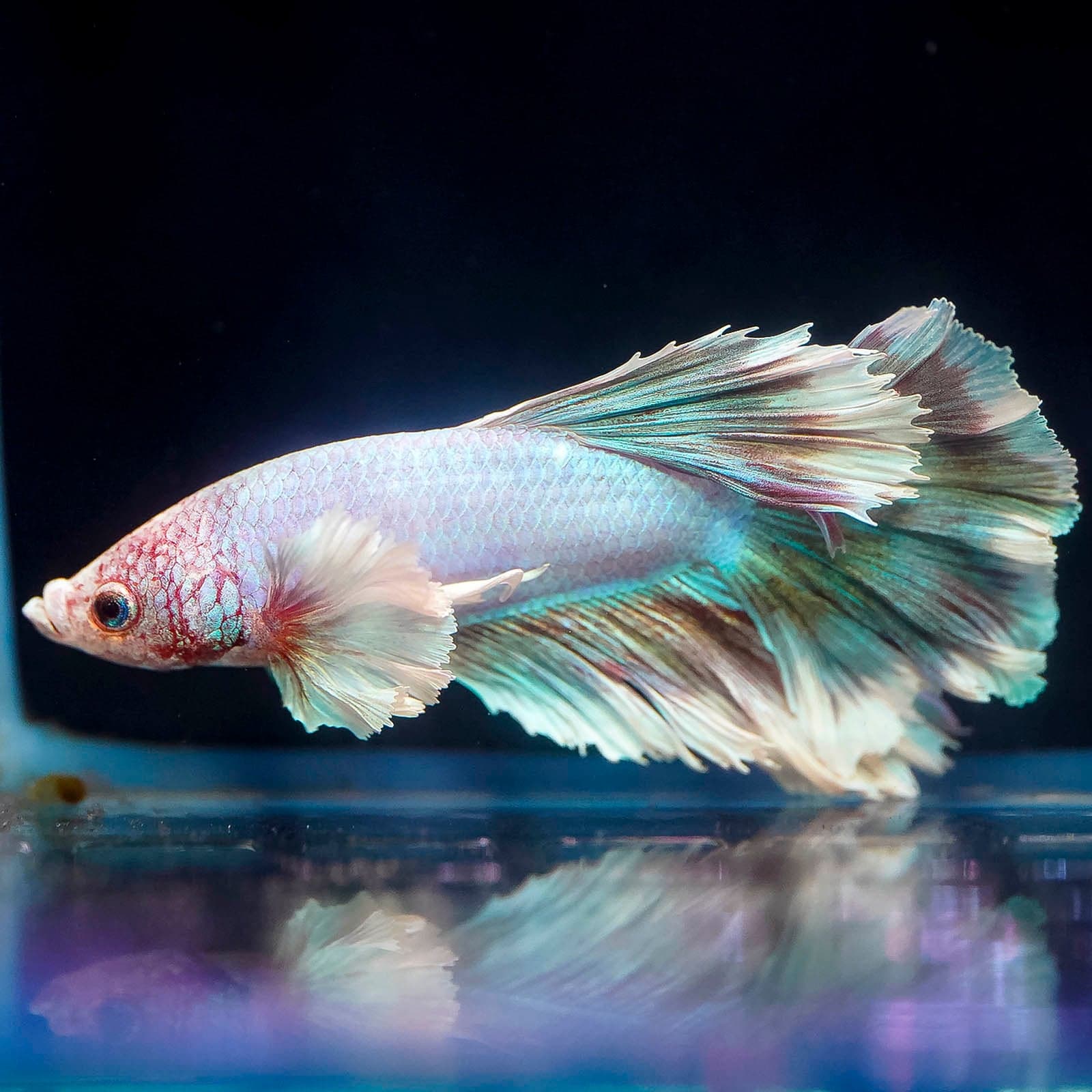 Rose Petal Betta - White, Blue and Red (Male)