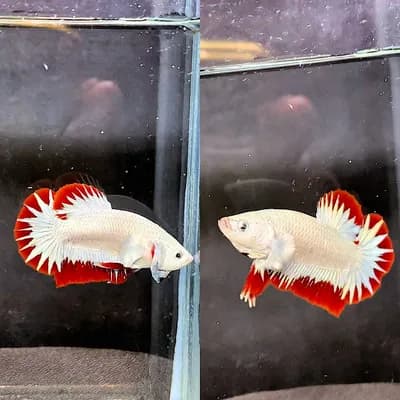 Snow White Halfmoon Plakat Betta (Red Dragon HMPK)