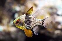 Pajama Cardinalfish