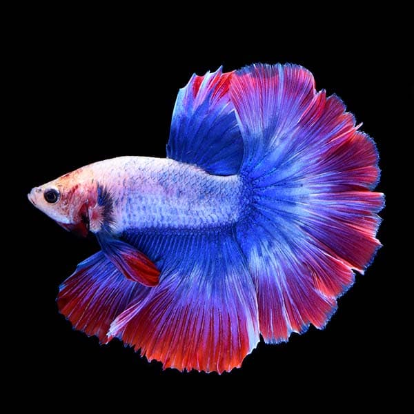 Stars & Stripes Betta (Male)