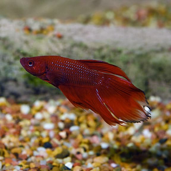 Veiltail Betta (Male)