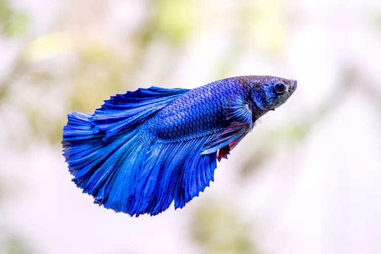 Veiltail Betta (Female)