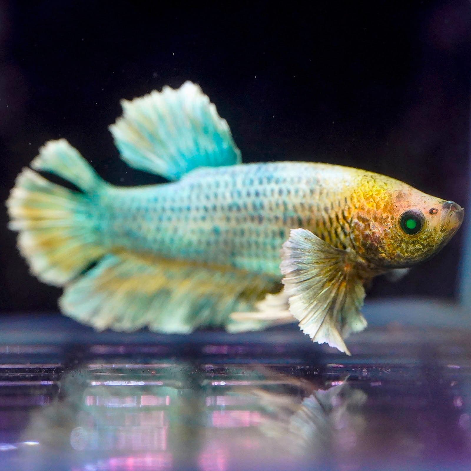 Emerald-Eyed Phantom Betta - White, Blue & Yellow Plakat (Male)