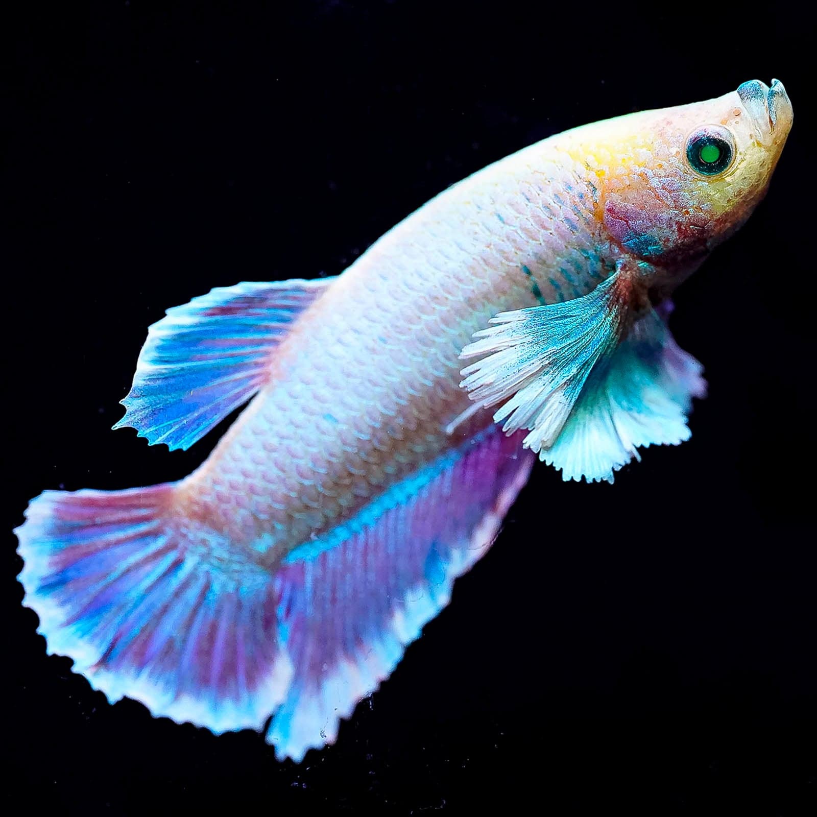 Emerald-Eyed Phantom White, Blue, Purple & Yellow Plakat (Male)