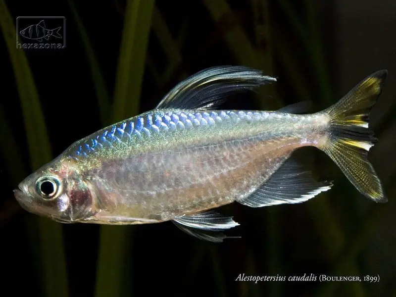 Yellow-Tailed Congo Tetra