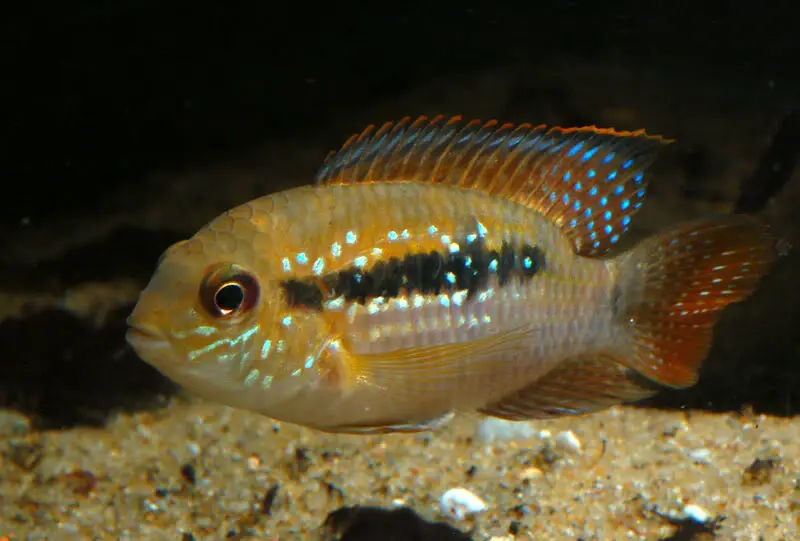 Andinoacara sp. 'Orinoco'