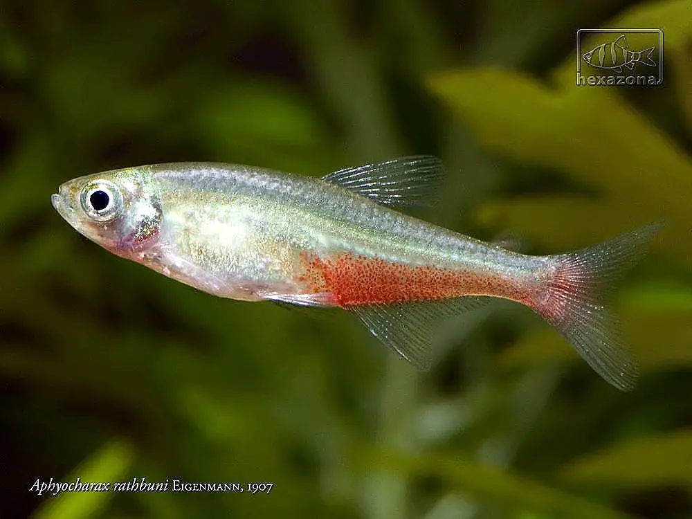 Green Fire Tetra
