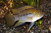 Redspot Dwarf Cichlid