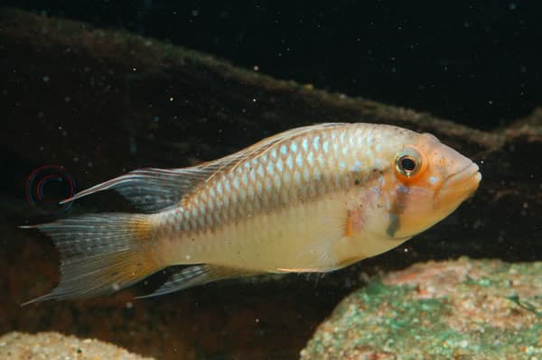 Barlow's Dwarf Cichlid