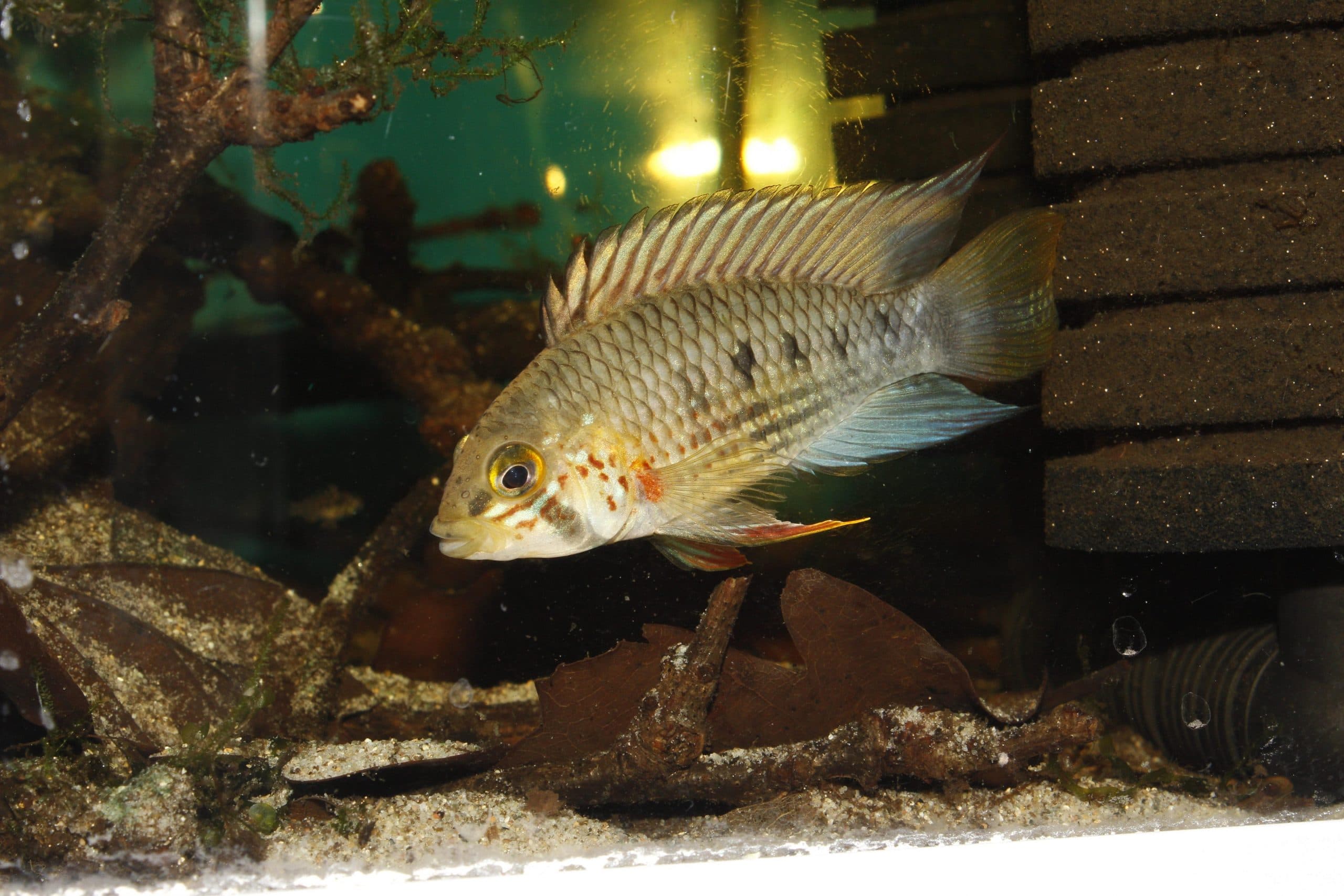 Ash Lipped Apisto