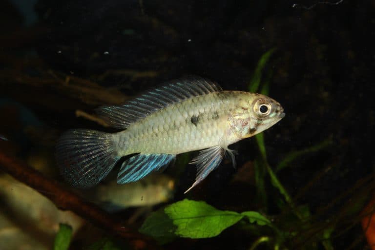 Corumbá Dwarf Cichlid