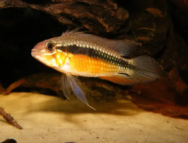 Apistogramma elizabethae