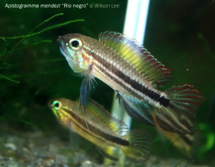 Apistogramma mendezi