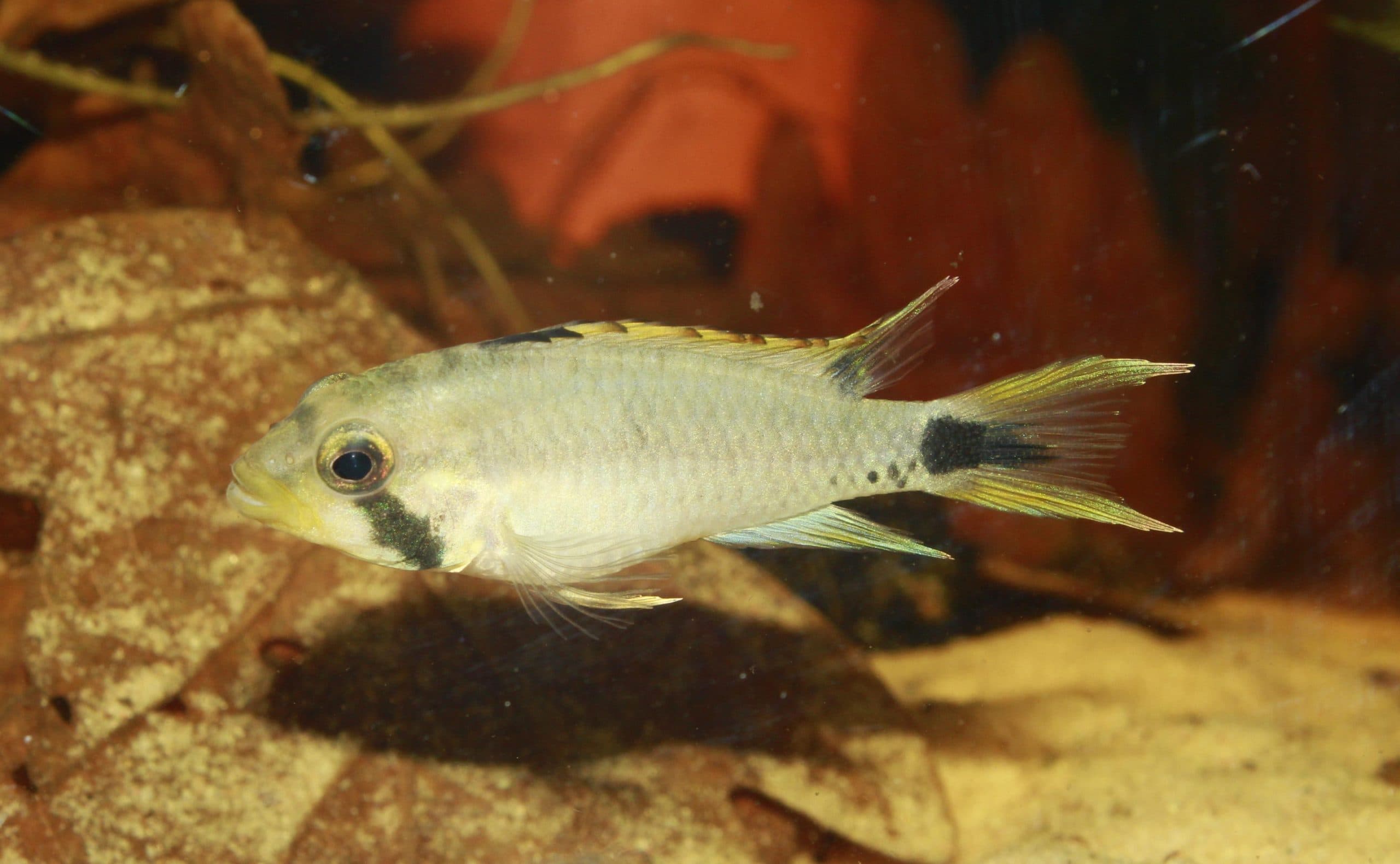 Pantaloon Cichlid