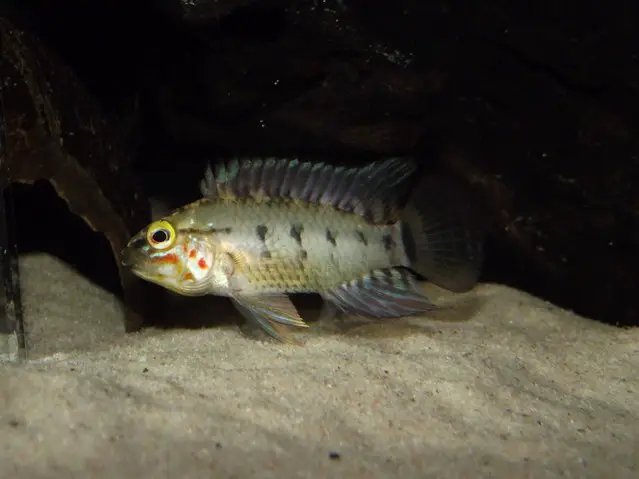 Apache Apisto