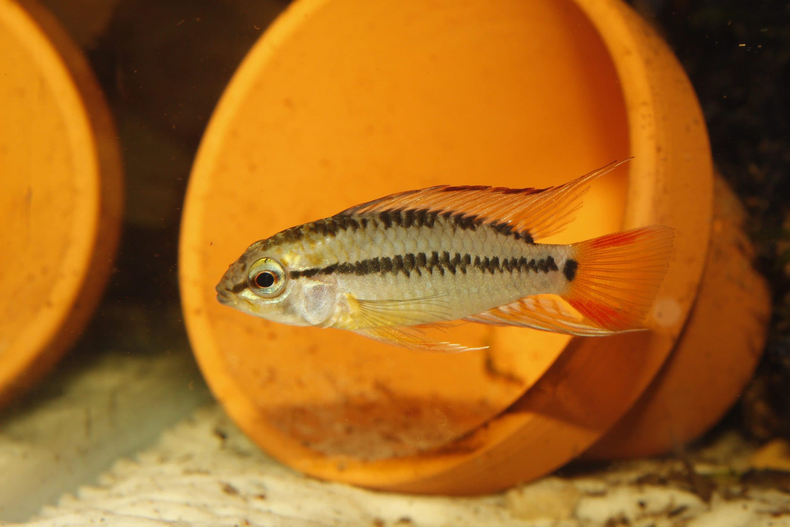 Red Edge Apisto