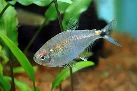 Two Spot Astyanax