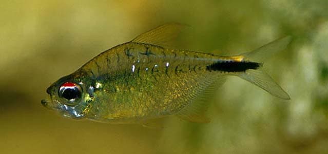 Leopold's Tetra