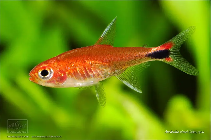 Ruby Tetra