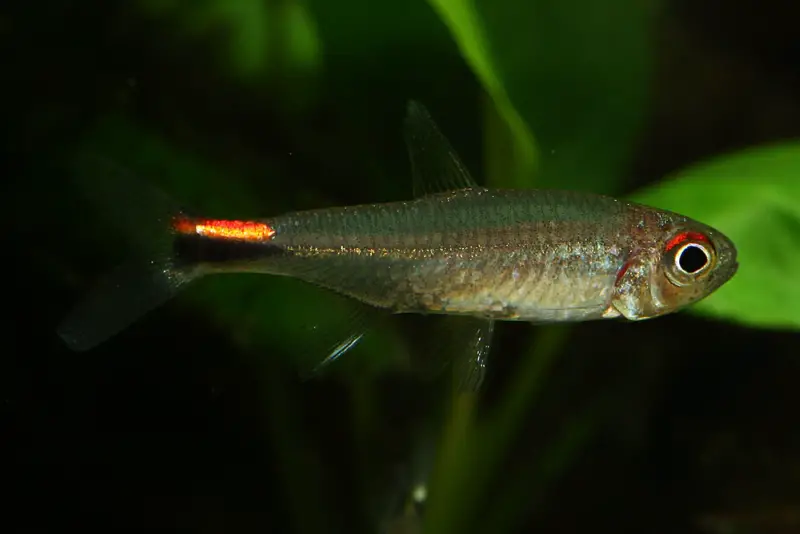 White Star Tetra