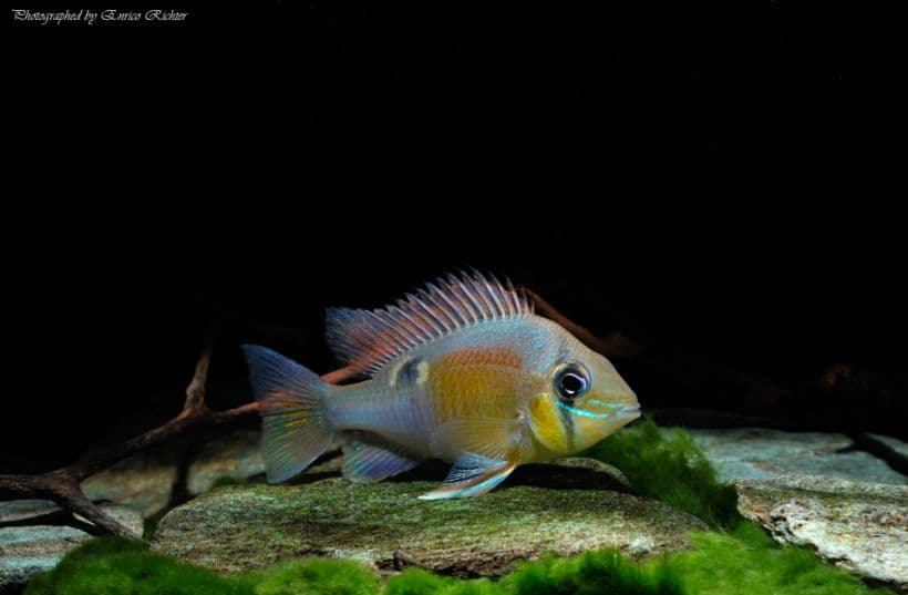Cupid Cichlid