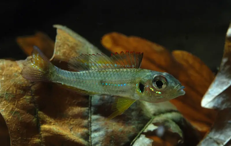 Biotoecus opercularis