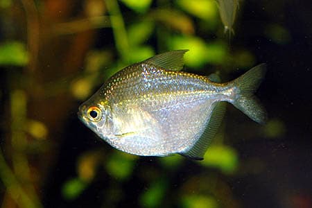 Discus Tetra