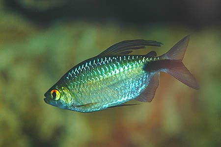 Long-finned Tetra