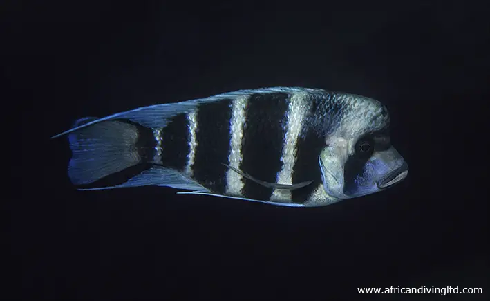 Tanganyika Humphead