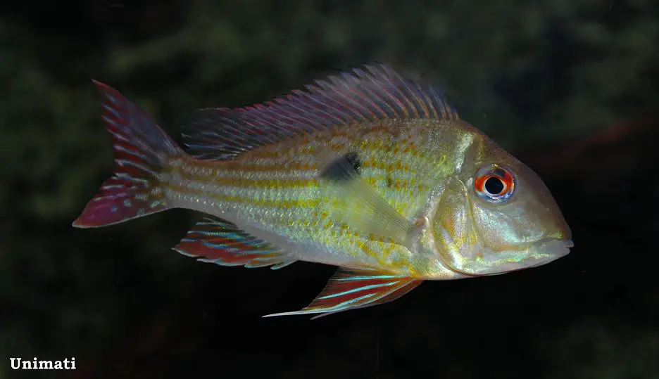 Geophagus abalios