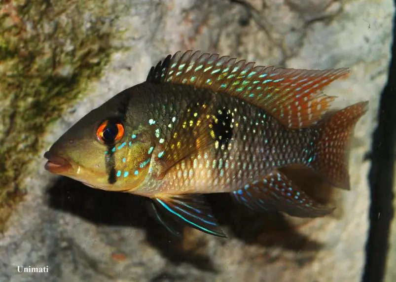 Pearl Cichlid