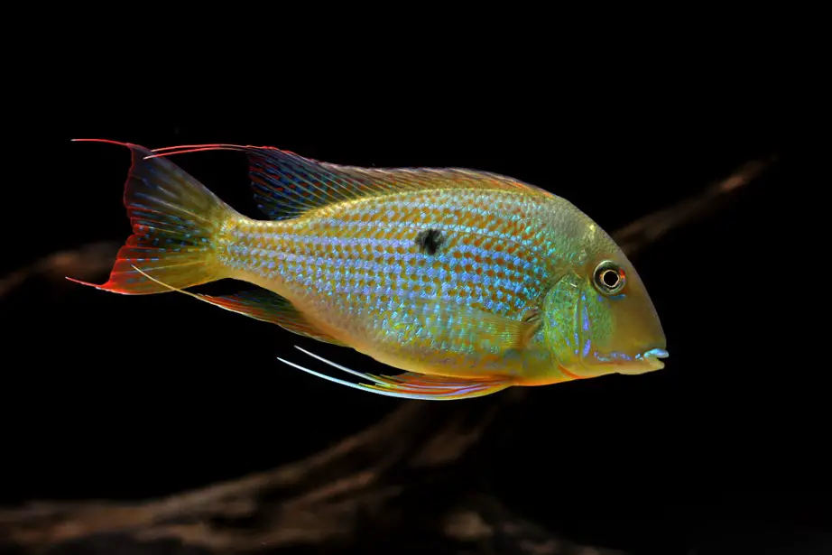 Geophagus neambi