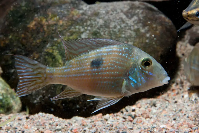 Geophagus parnaibae
