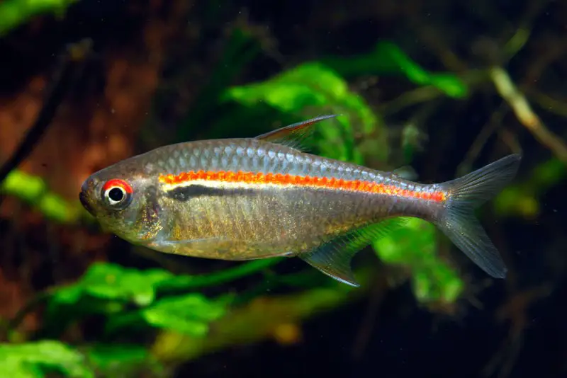 Amapá Tetra