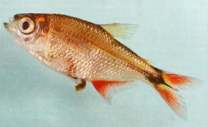 Auca Tetra