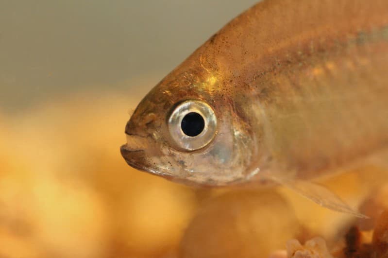 Balbus Tetra