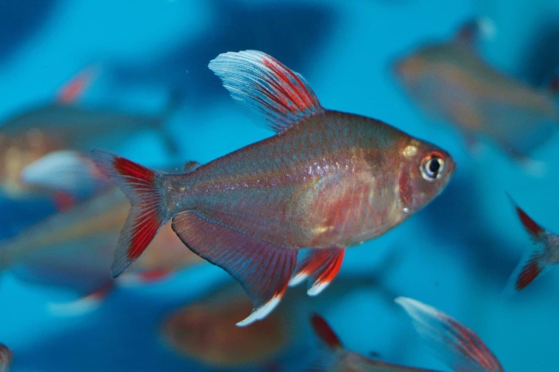 Ornate Tetra