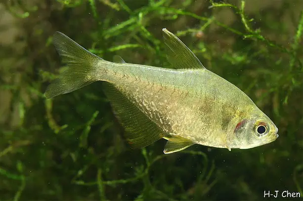 Yellow Tetra