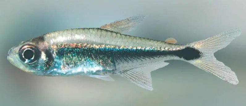 Borealis Tetra